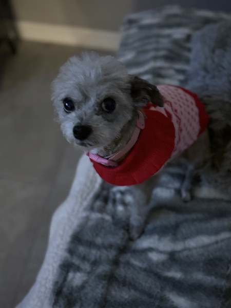 Entry image for Maisie. Clicking this image will show a larger photo
