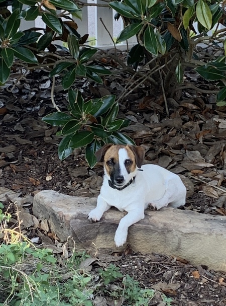 Entry image for Dora. Clicking this image will show a larger photo
