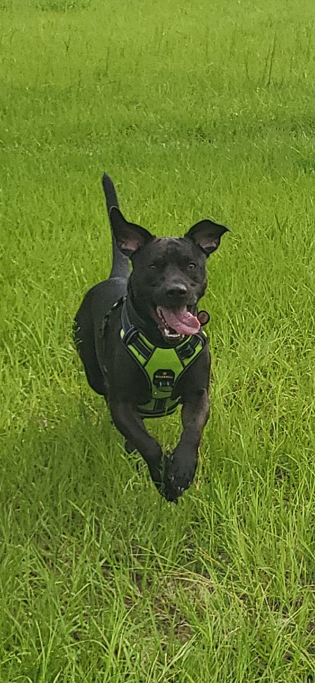 Entry image for Hank. Clicking this image will show a larger photo