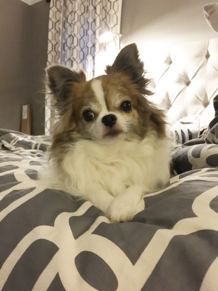 Entry image for Rocco. Clicking this image will show a larger photo
