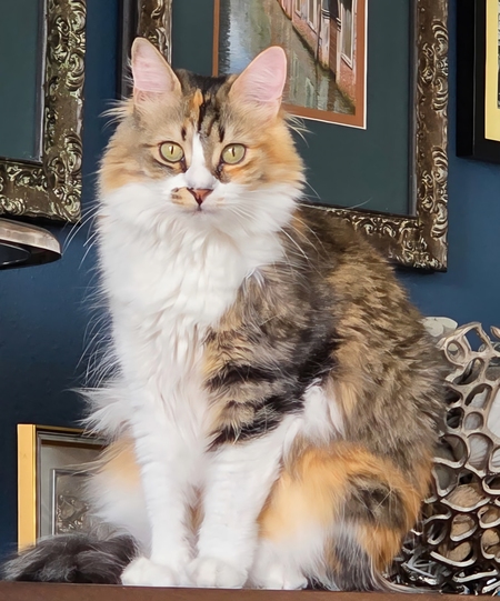 Entry image for Minnie. Clicking this image will show a larger photo
