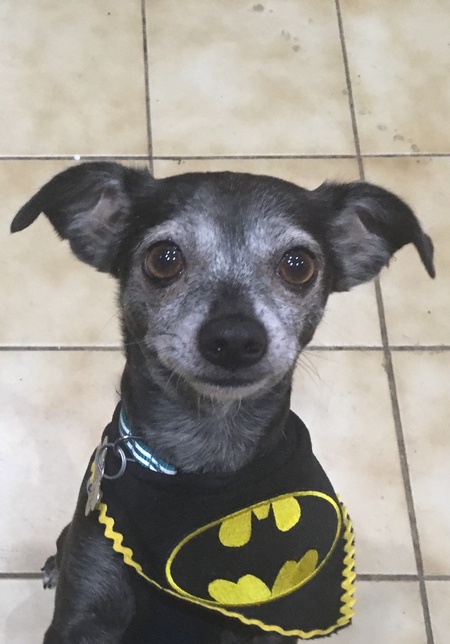 Entry image for Batman. Clicking this image will show a larger photo