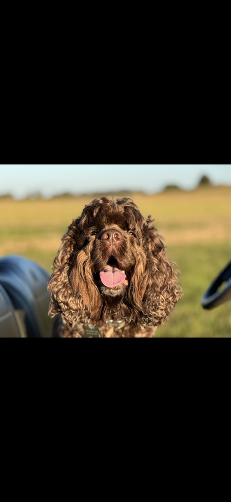 Entry image for George. Clicking this image will show a larger photo