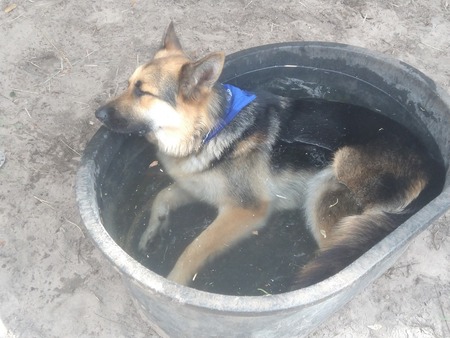 Entry image for Bandit . Clicking this image will show a larger photo