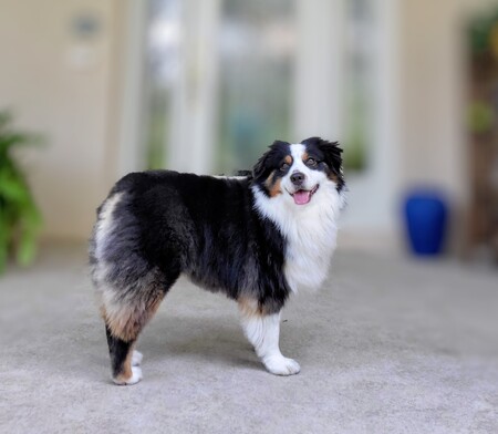 Entry image for Brody. Clicking this image will show a larger photo