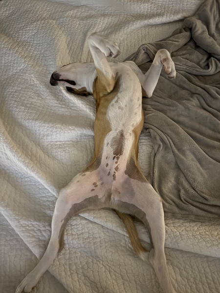 Entry image for Moose . Clicking this image will show a larger photo