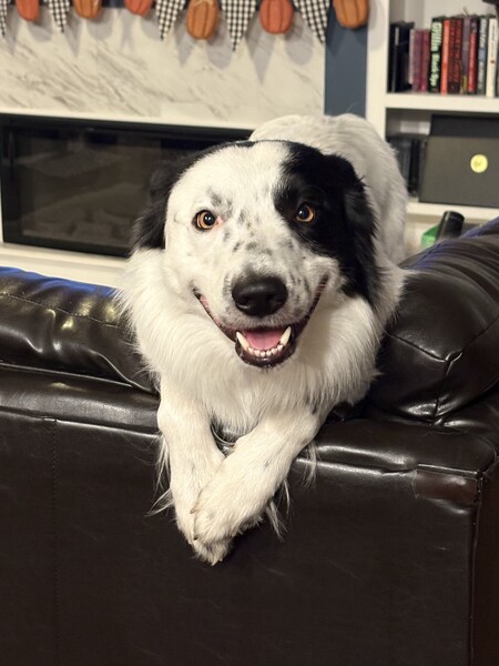 Entry image for Finn. Clicking this image will show a larger photo