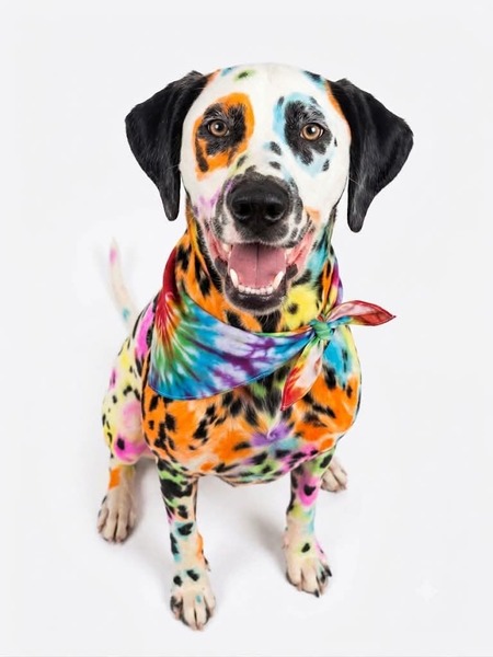 Entry image for Pongo. Clicking this image will show a larger photo