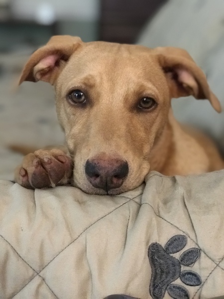 Entry image for Ellie Mae. Clicking this image will show a larger photo