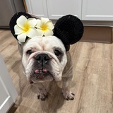 Entry image for Phoebe