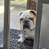 Entry image for Oscar