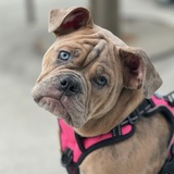 Entry image for LUCY