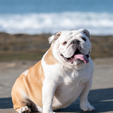 Entry image for Lola