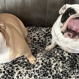 Entry image for Hope and Bella