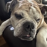 Entry image for Rocko