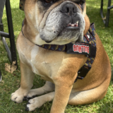 Entry image for Gracie