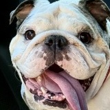 Entry image for Miss Biscuit Boyd 