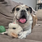 Entry image for Dottie