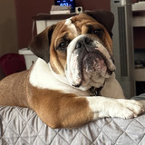 Entry image for Baxter