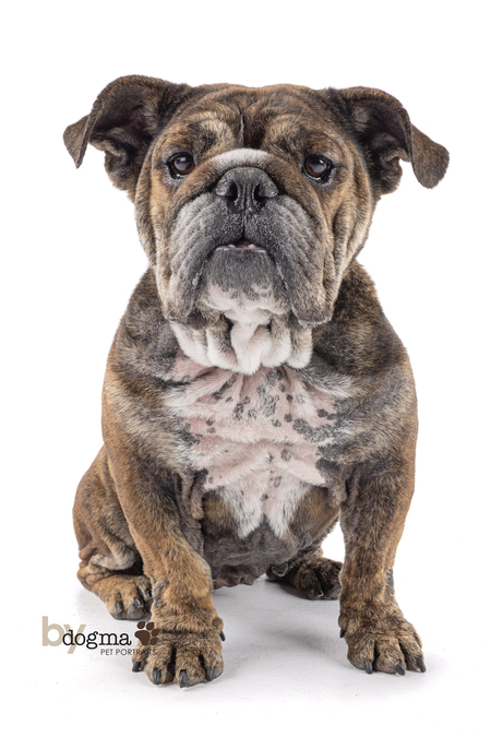 Entry image for Pookie. Clicking this image will show a larger photo