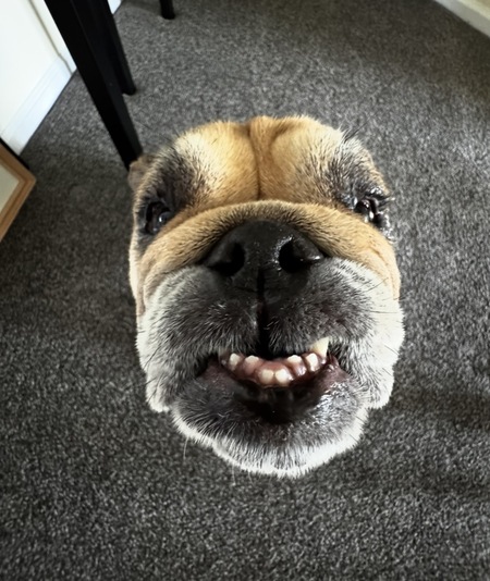 Entry image for Roxy. Clicking this image will show a larger photo