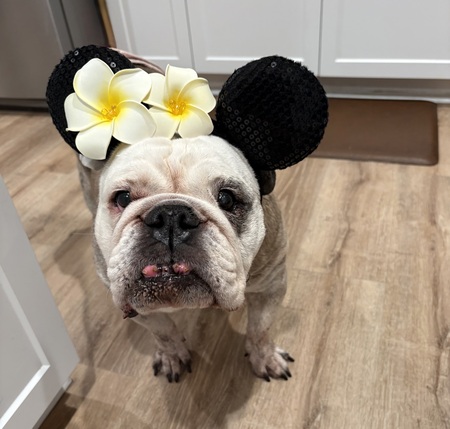 Entry image for Phoebe. Clicking this image will show a larger photo