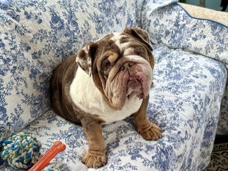Entry image for BUDDY!. Clicking this image will show a larger photo