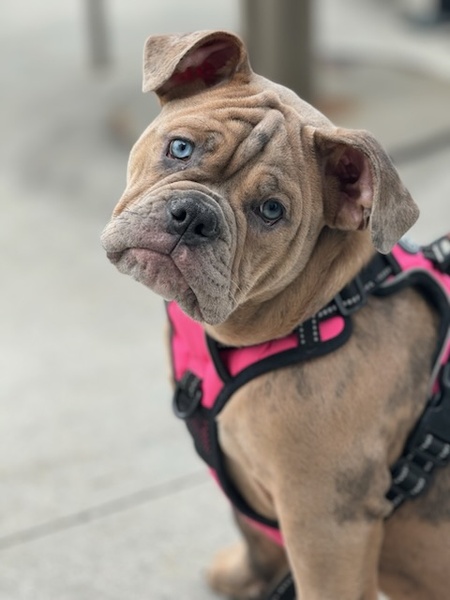 Entry image for LUCY. Clicking this image will show a larger photo