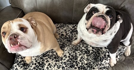 Entry image for Hope and Bella. Clicking this image will show a larger photo