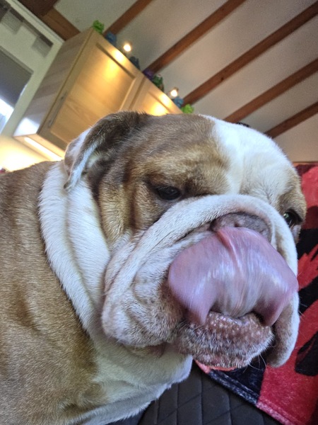 Entry image for LUCY. Clicking this image will show a larger photo