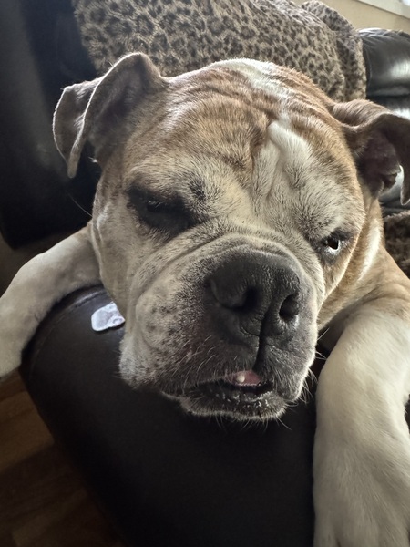 Entry image for Rocko. Clicking this image will show a larger photo