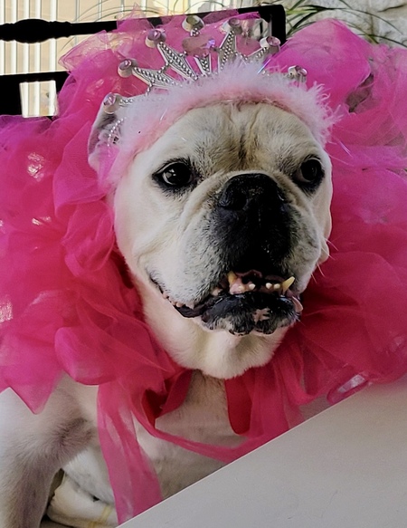 Entry image for Miss Lulu. Clicking this image will show a larger photo