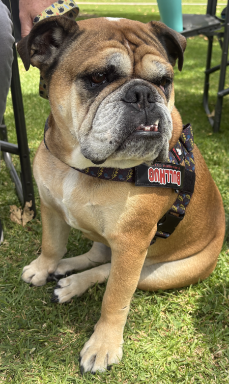 Entry image for Gracie. Clicking this image will show a larger photo