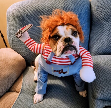 Entry image for Marley. Clicking this image will show a larger photo