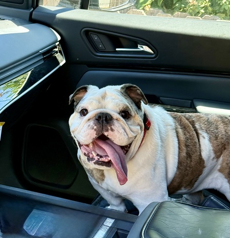 Entry image for Miss Biscuit Boyd . Clicking this image will show a larger photo