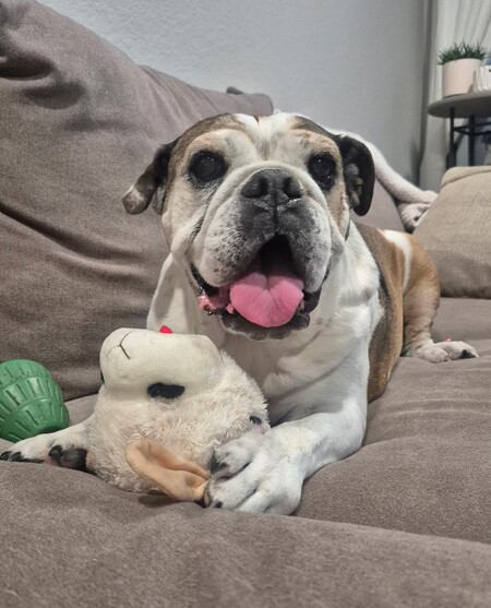 Entry image for Dottie. Clicking this image will show a larger photo