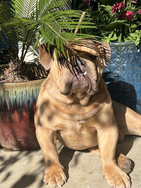 Entry image for Duke. Clicking this image will show a larger photo