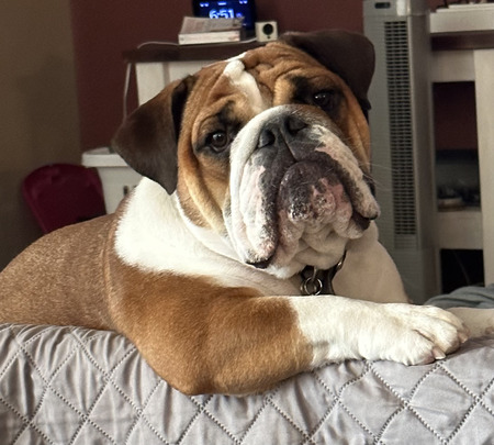 Entry image for Baxter. Clicking this image will show a larger photo