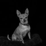 Entry image for Peanut