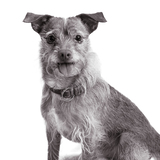 Entry image for Bently