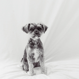Entry image for Bella