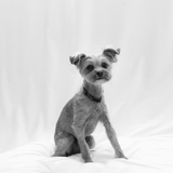 Entry image for Benji