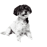 Entry image for Bonnie