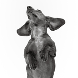 Entry image for Rizzio