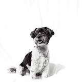 Entry image for Clyde