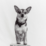 Entry image for Cooper