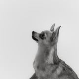 Entry image for Enzo