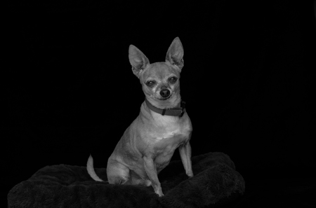 Entry image for Peanut. Clicking this image will show a larger photo