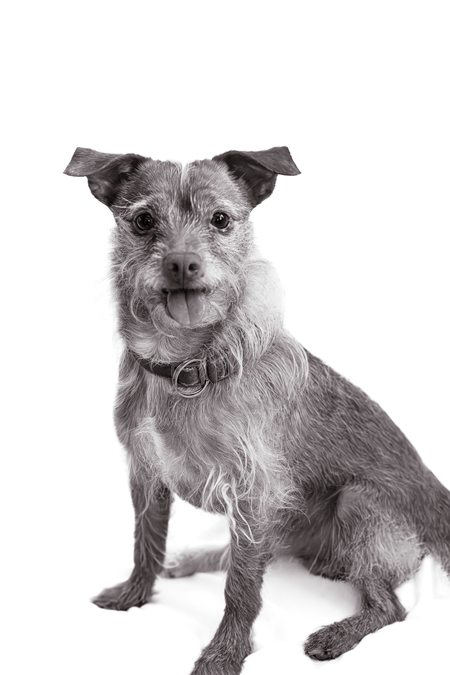 Entry image for Bently. Clicking this image will show a larger photo
