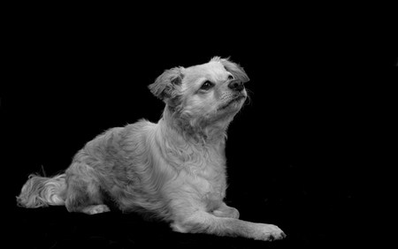 Entry image for Rowdy. Clicking this image will show a larger photo